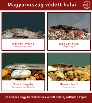 Védett halak Magyarországon